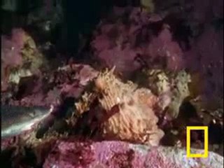 أخطبوط ضخم ياكل سمكة قرش سبحان الله