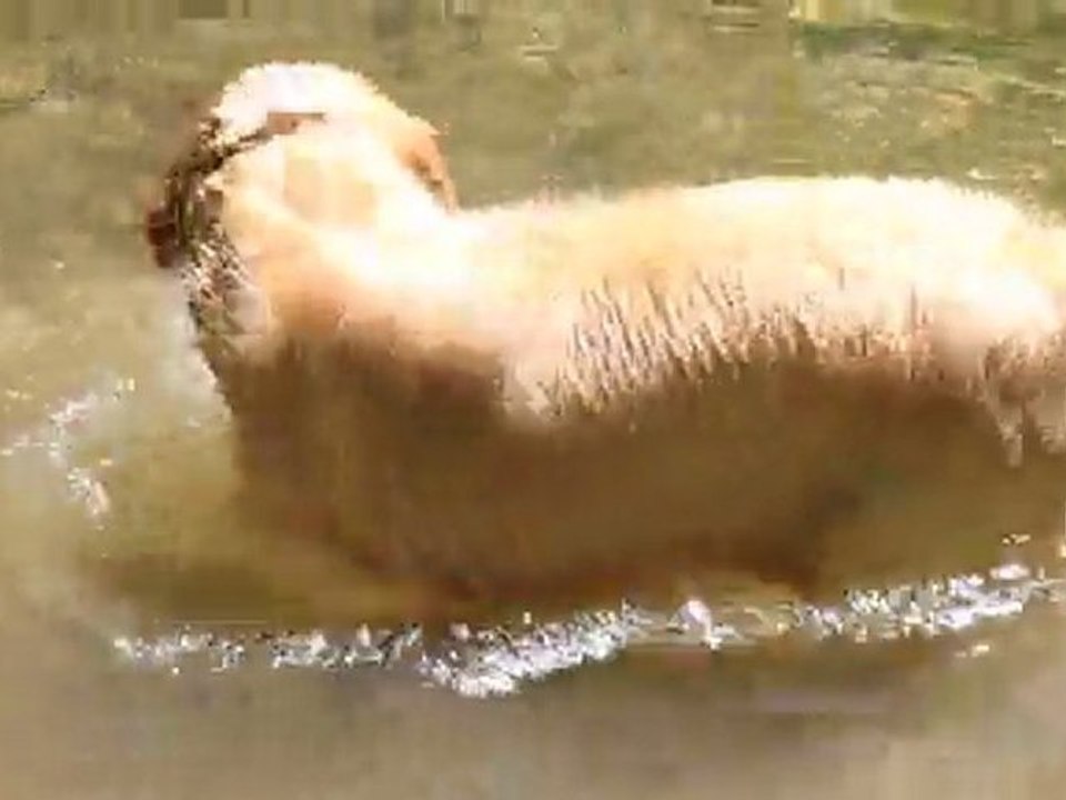 Vison sous l'eau