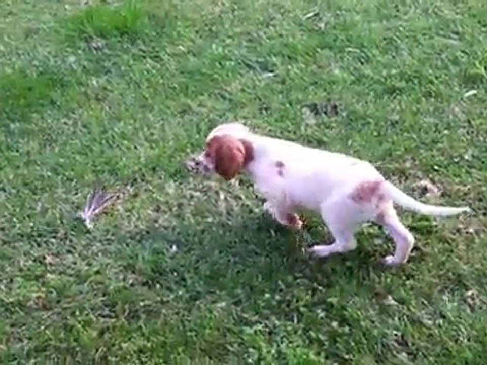 setter anglais du mas des vernets