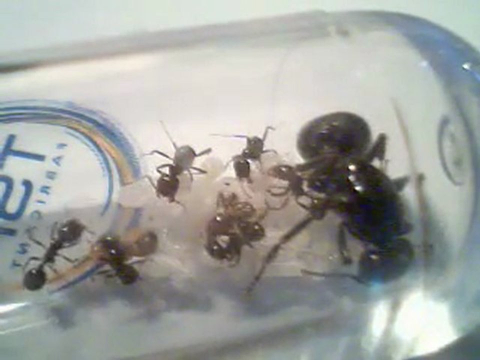 Messor Barbarus , naissance d'une ouvrière