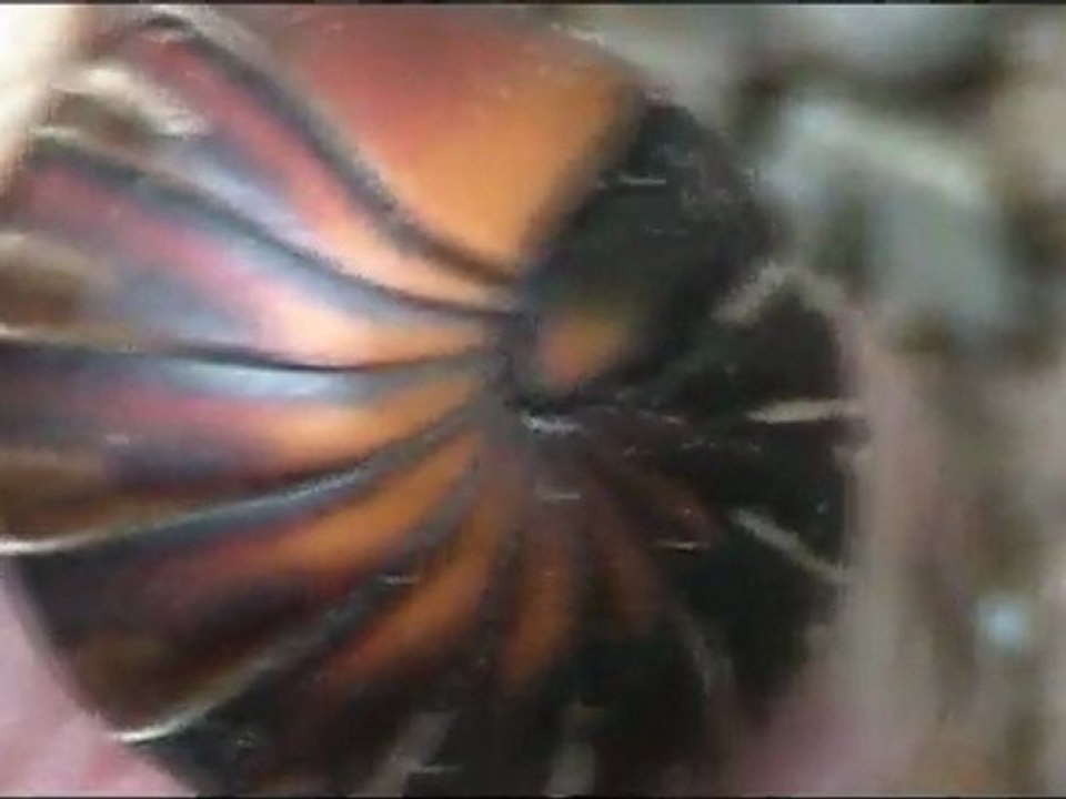 Pill Millipede_xvid