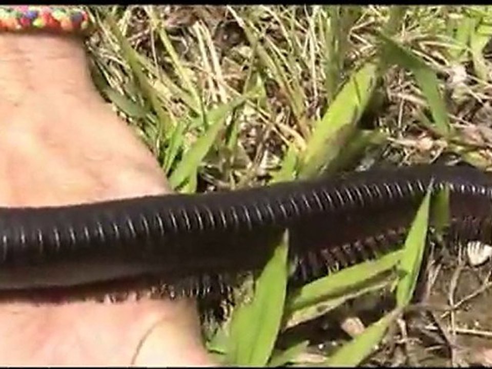 Giant Millipede_xvid