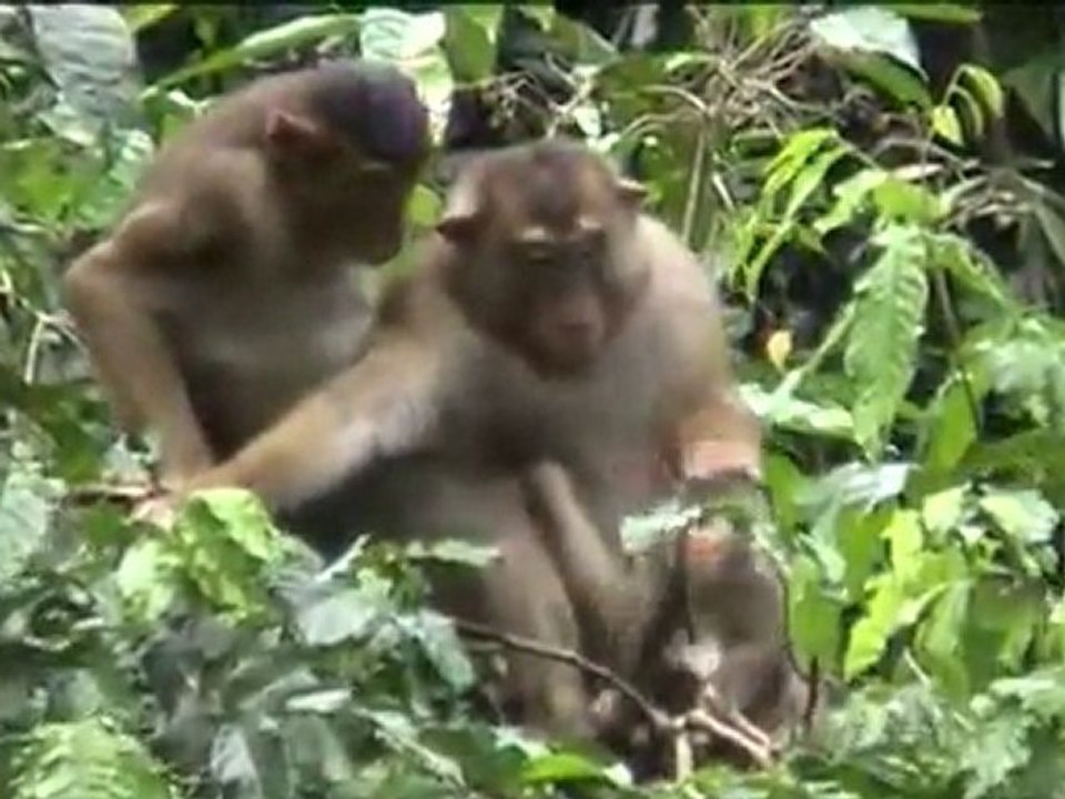 Macaques grooming_xvid
