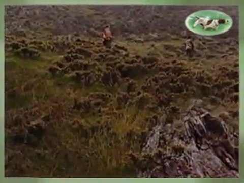 Keklik Avı avyaban.com - ergo