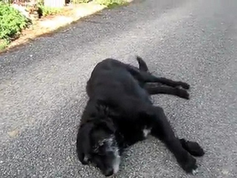 Un chien utile , enfin!