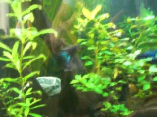 Moscow Blue Lepistes Akvaryumum - 2