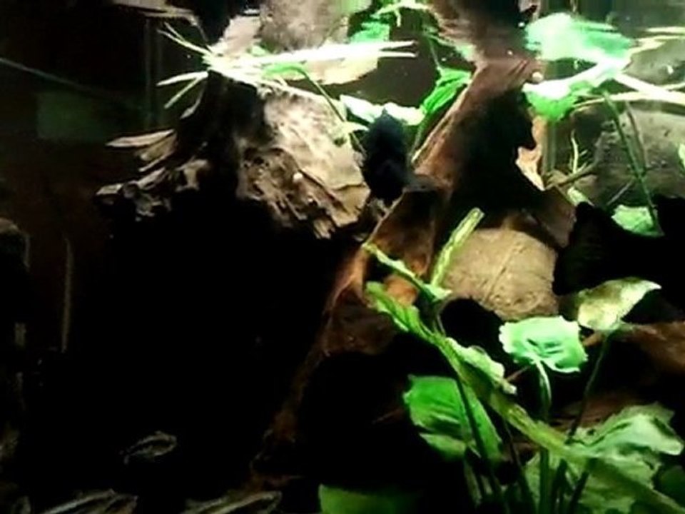 Vidéo0042