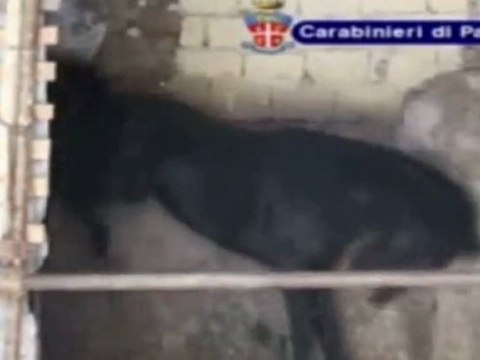 Palermo - Sequestro stalle e cavalli