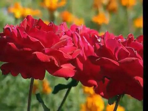 Yürüyen ölü olmak (Seyyid Taha-i Hakkari Hazretleri) Kuddise Sirruh