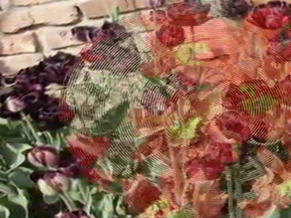 Ogrody tematyczne-Dobrzyca-Hortulus-połowa maja