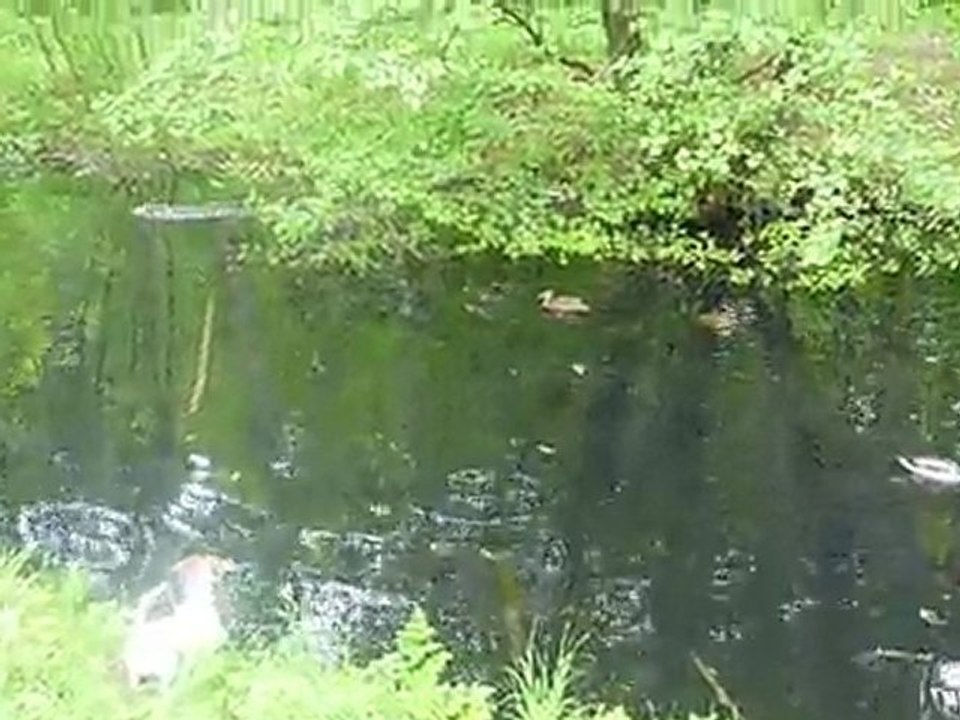 ducks