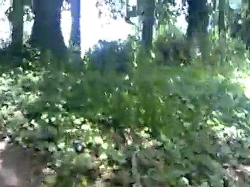 Séances Escaliers 1