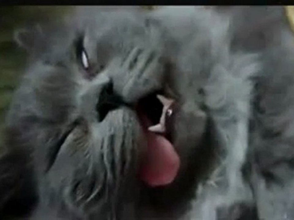 0326 - Une belle tronche de chat