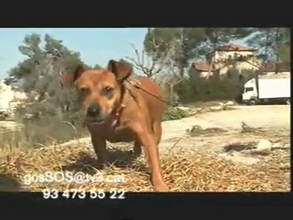 TV3 - Gossos - Nou programa - Molt aviat!