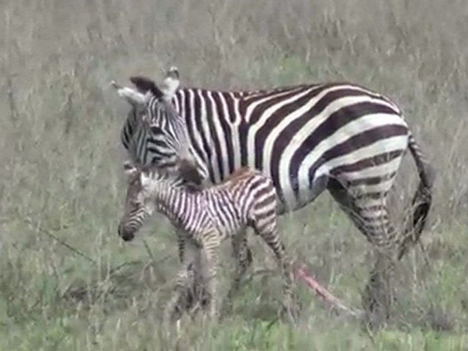 Cute Baby Zebra's First Steps!
