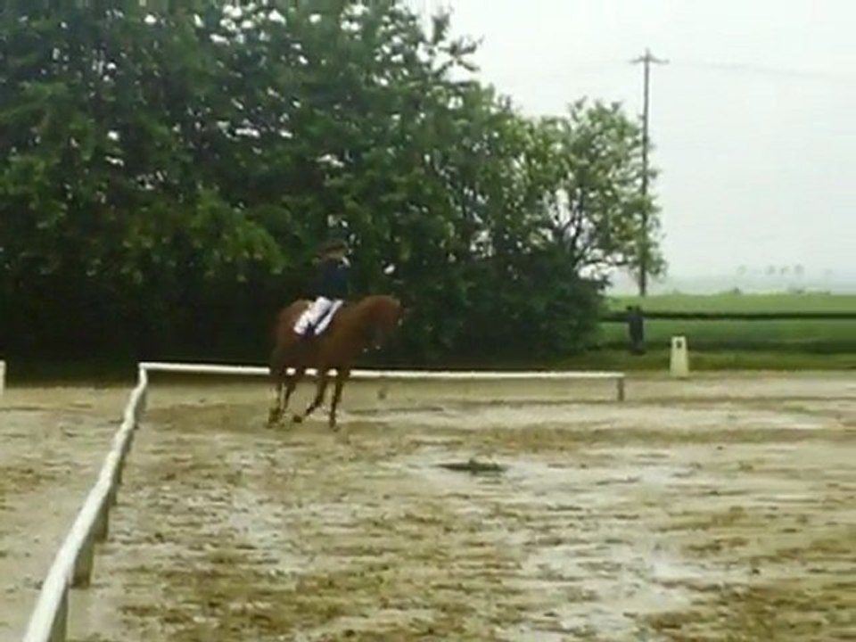 dressage BeeCool