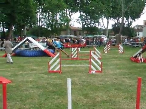 Tao Agility 2 Trophée par equipe 2011