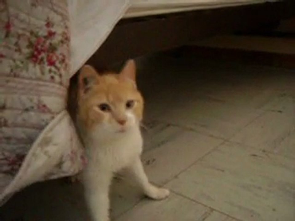 petit bebe
