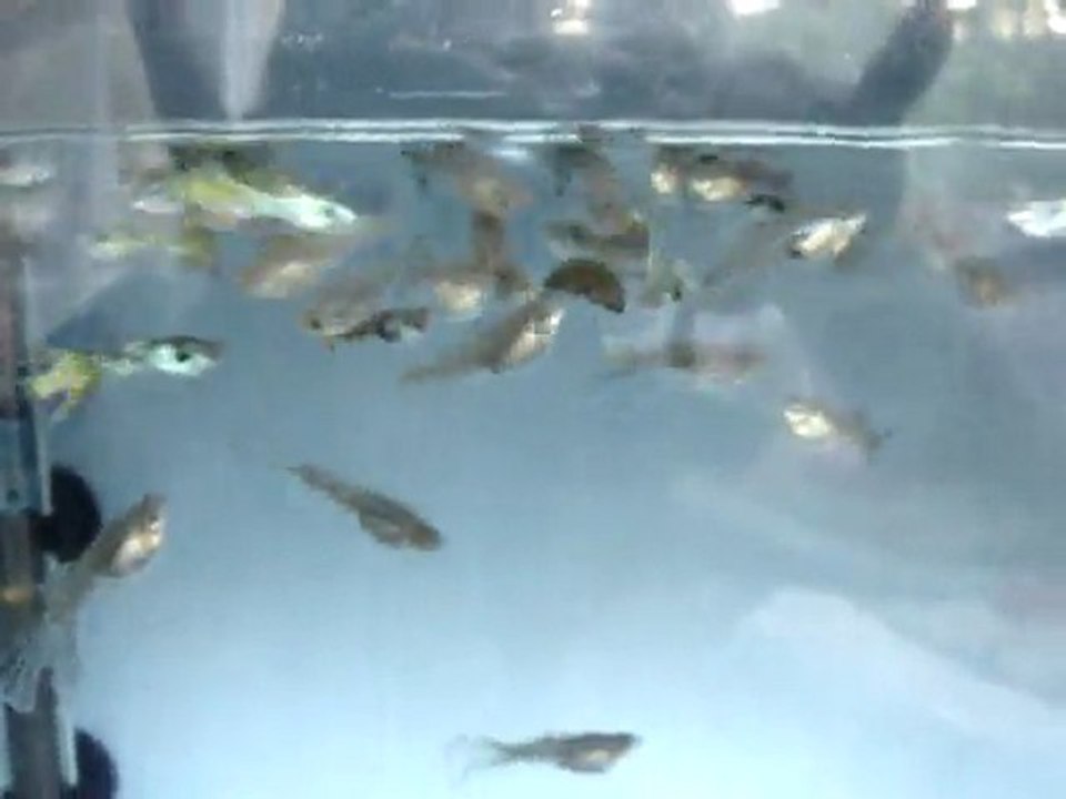 Damızlık altı medusalarım.