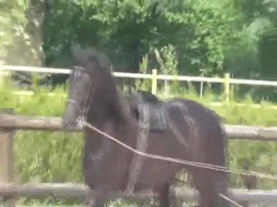 Anabelle des Puys 4 ème séance de longues rênes 25 Avril 2011