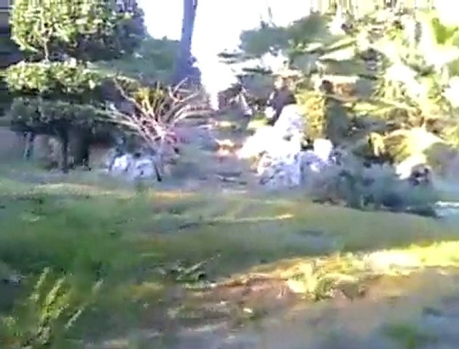 au raz des paquerettes