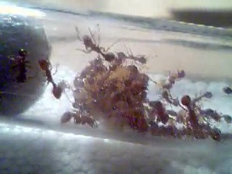 Myrmica cf scabrinodis