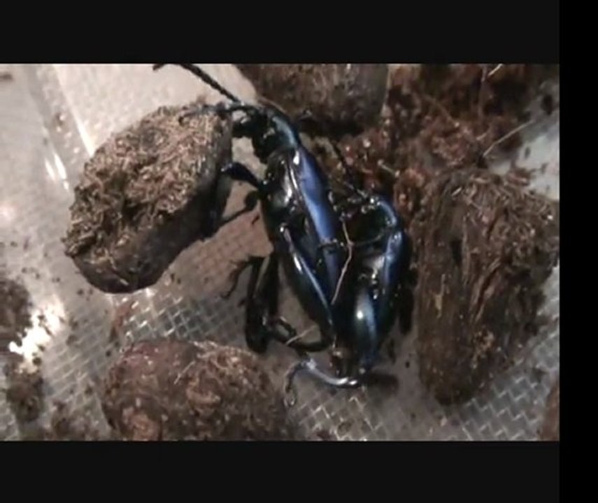 Accouplement sagra fermonta