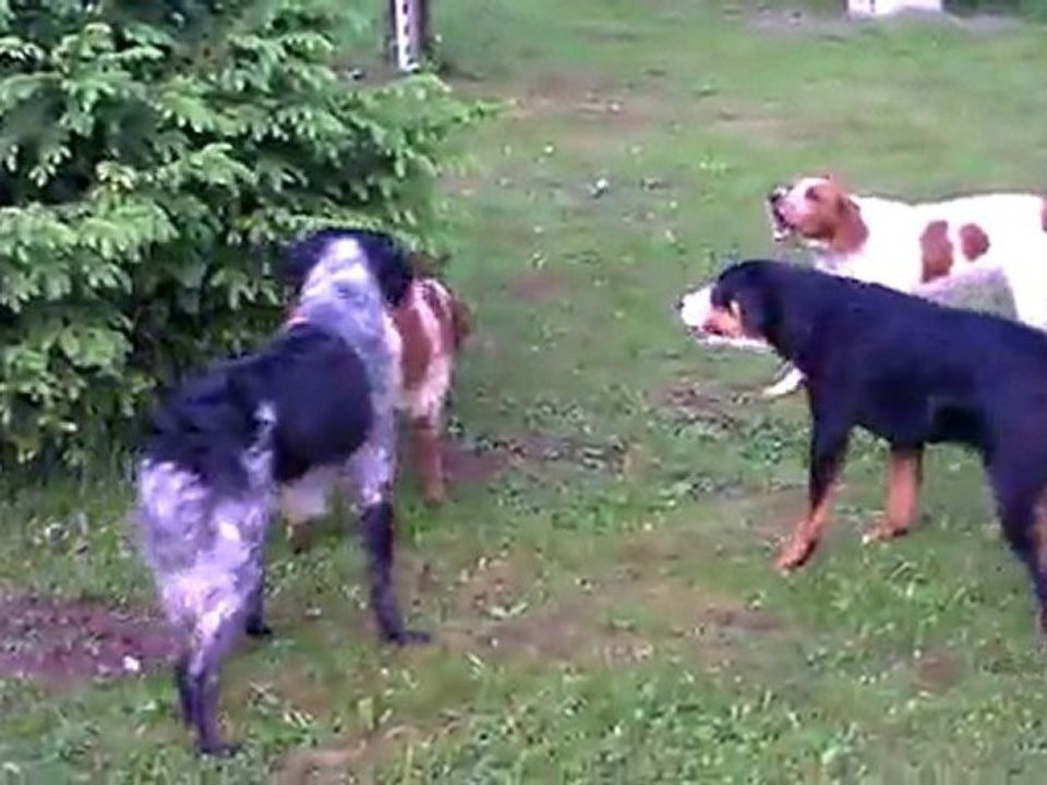 La petite meute de l'élevage "du Jardin des Saules"