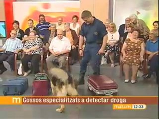 TV3 - Els matins - Gossos que ensumen droga