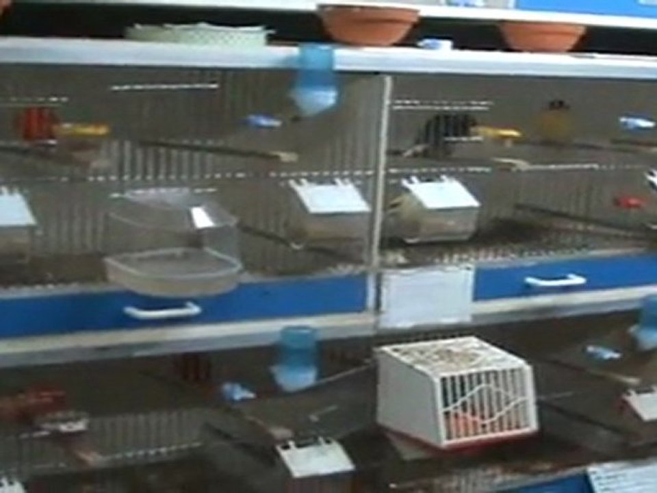 Ma pièce d'élevage 2