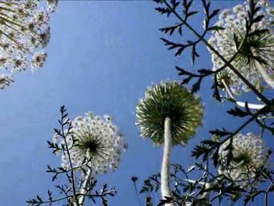 קיץ בא לגבעה