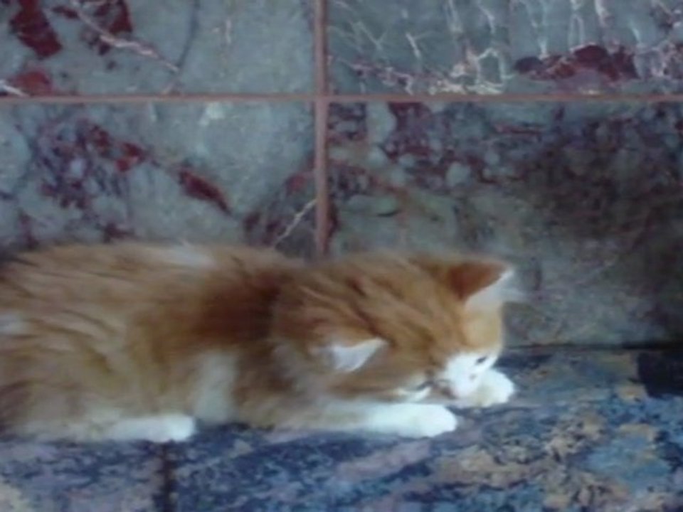 Katzenbabys