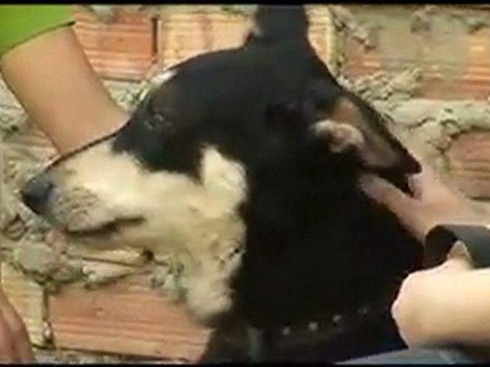 TV3- gosSOS - De rodatge amb en Turk