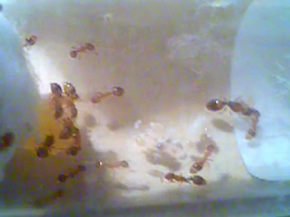 Temnothorax unifasciatus