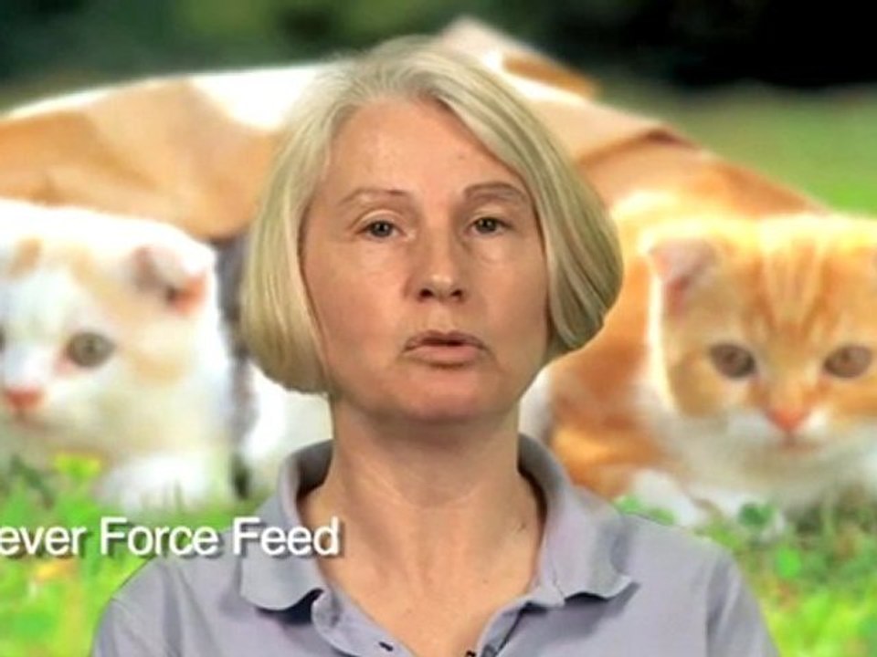 How To Deal With A Cat Not Eating