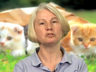 How To Get Rid Of Stray Cats