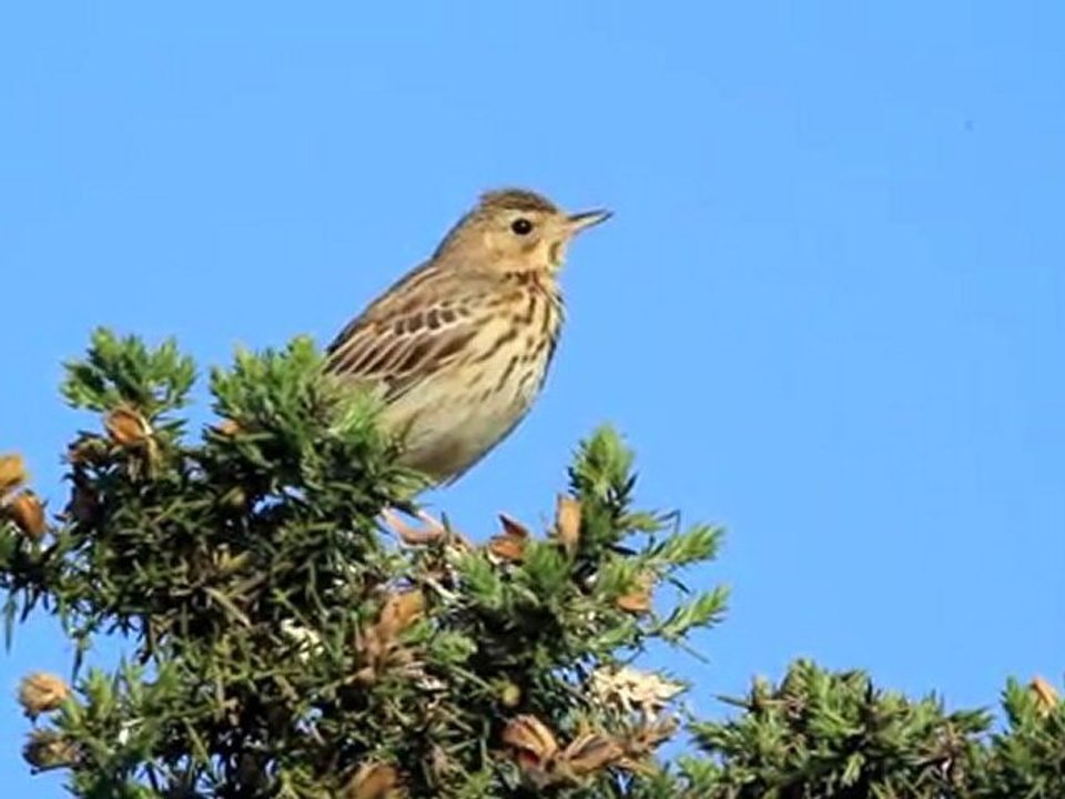 Pipit des arbres