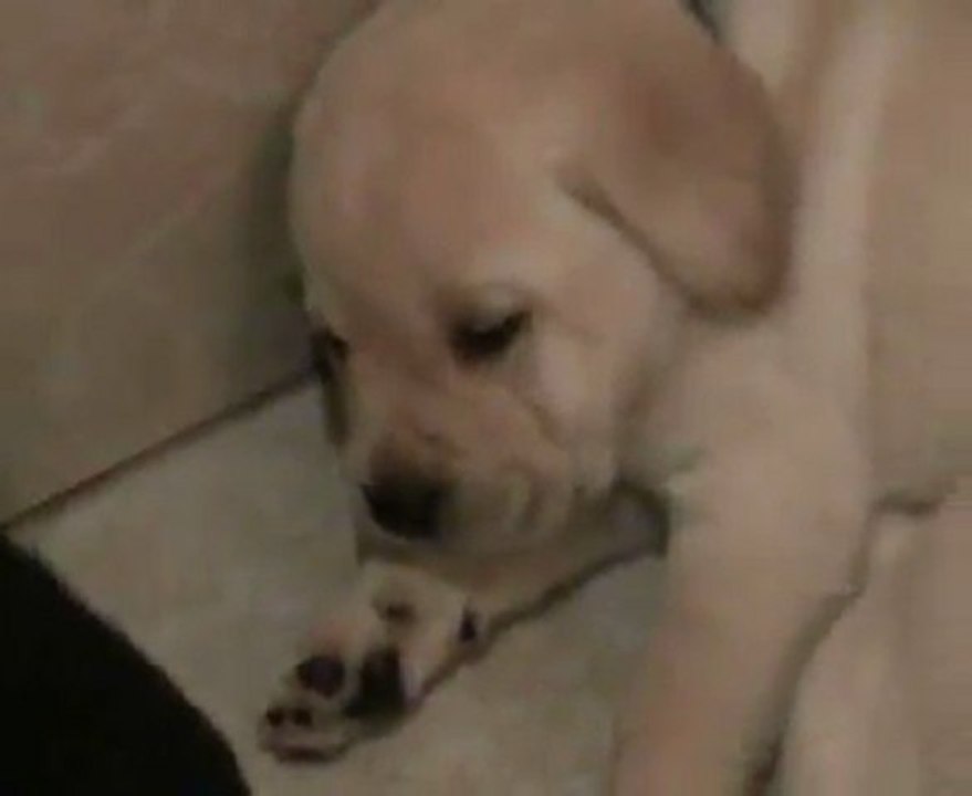 Portée 2011 : 5° semaine chiots labradors de Caline du Temps Passé et Charm Bluveil Mr Darcy