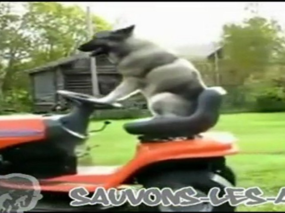 chien qui tond la pelouse