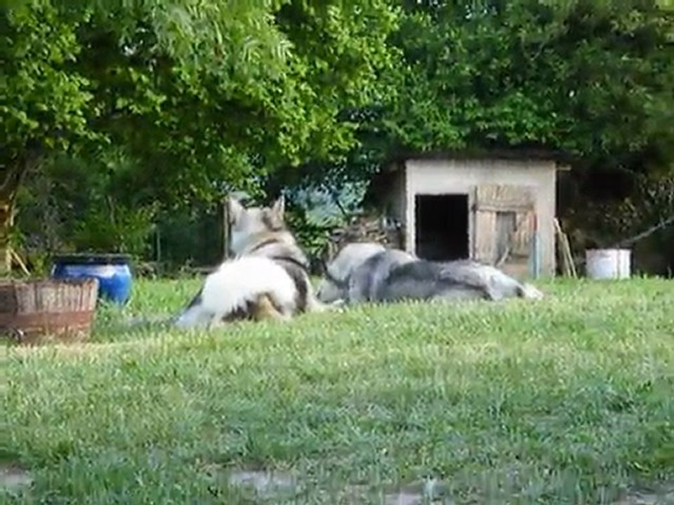 Earl veux jouer avec Dina