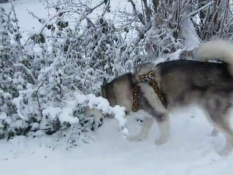 Earl se roule dans la neige