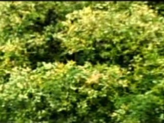 Nurullah Genç-Yagmur