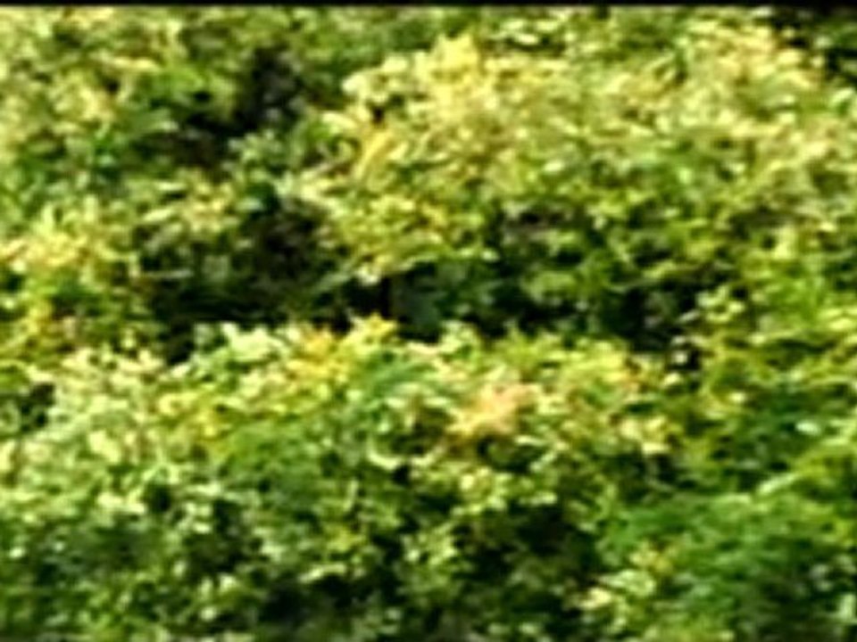 Nurullah Genç-Yagmur