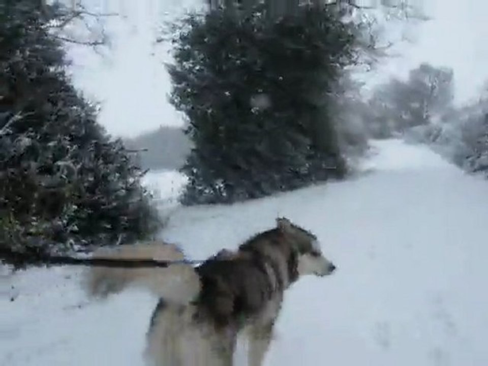Earl cani rando dans la neige