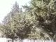 arbres sauvages a regaiga hbira mahdia tunisie (2)