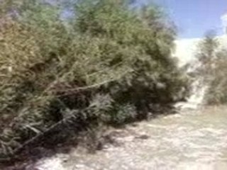 arbres sauvages a regaiga hbira mahdia tunisie (3)