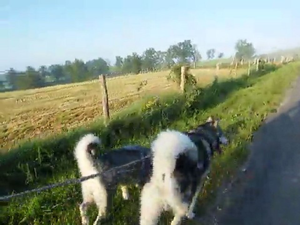 Earl et Dina en cani rando