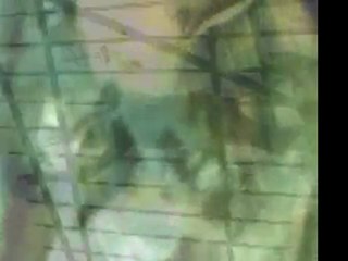 02. BLEUS DE LAMES (exposition)  - ACUTI- 21 Novembre 2004