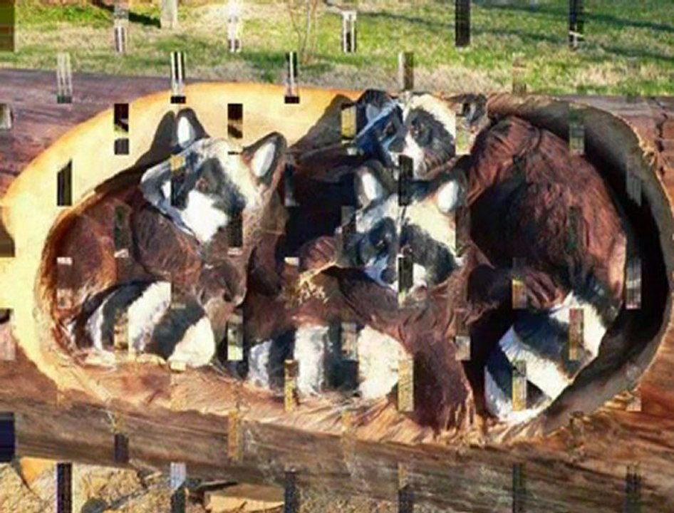 bu sanat hayvan sevgisindenmi