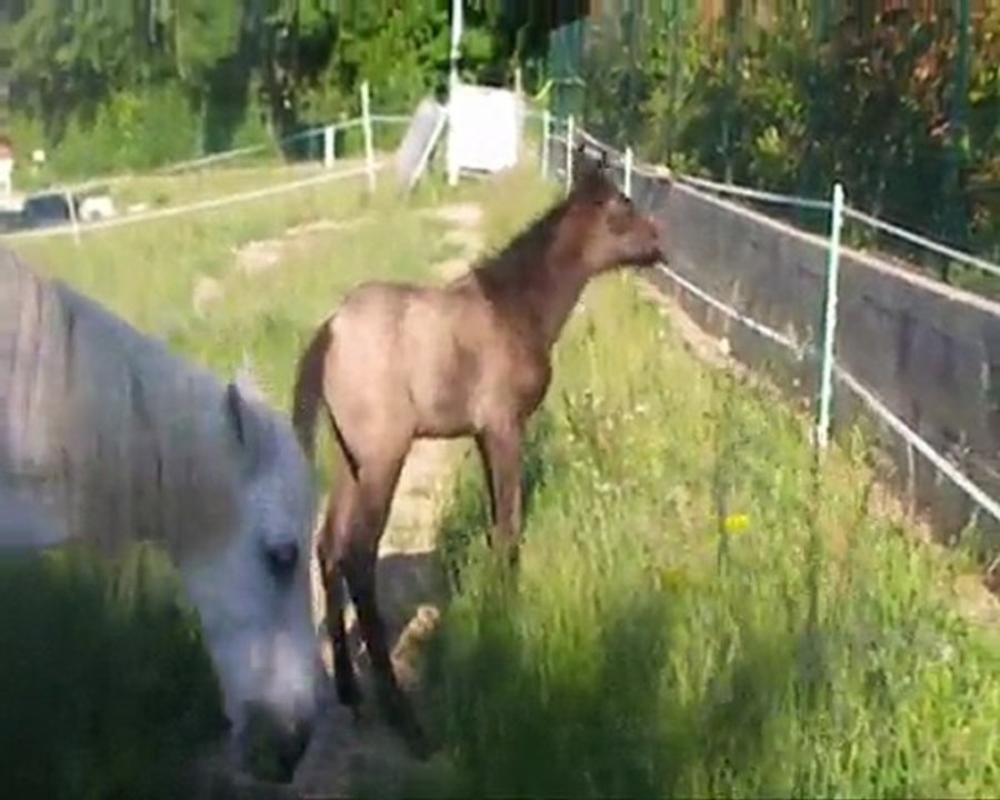 Lâché de poulain, Black Swan à la maison